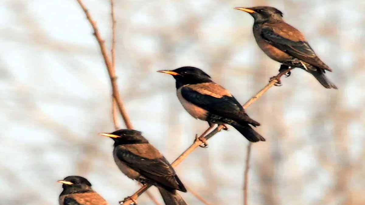 தூத்துக்குடியில் கண்கவர் காட்சி! ரோஸி ஸ்டார்லிங் பறவைகள் வலசை: விவசாயிகளுக்குப் பெரும் நன்மை!