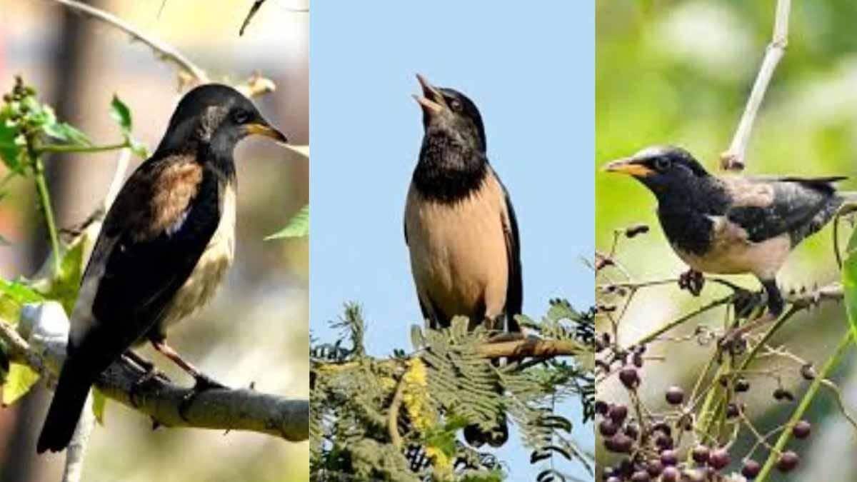 தூத்துக்குடியில் கண்கவர் காட்சி! ரோஸி ஸ்டார்லிங் பறவைகள் வலசை: விவசாயிகளுக்குப் பெரும் நன்மை!