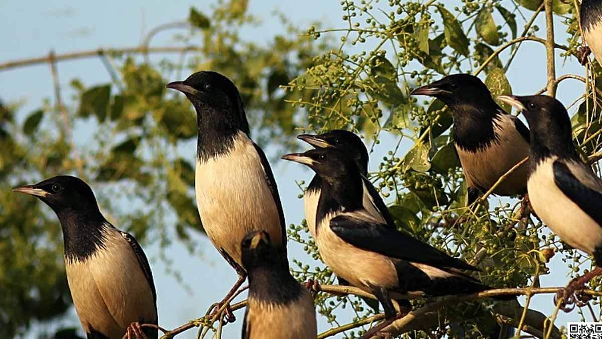 தூத்துக்குடியில் கண்கவர் காட்சி! ரோஸி ஸ்டார்லிங் பறவைகள் வலசை: விவசாயிகளுக்குப் பெரும் நன்மை!