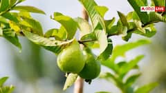 Guava Health Benefits: જામફળ ખાવાથી થાય છે આ 8 ફાયદા, વિજ્ઞાન પણ કરે છે સમર્થન