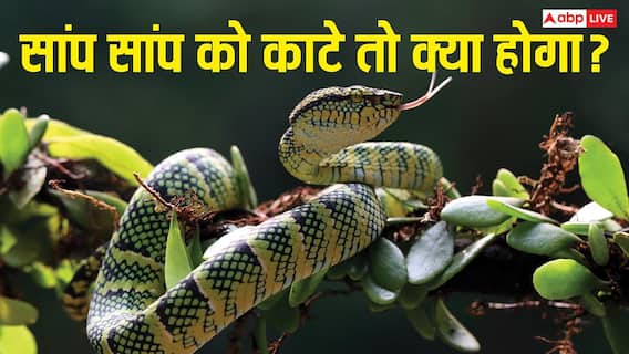 अगर एक सांप दूसरे सांप को काट ले तो क्या होगा, क्या दोनों पर होगा जहर का असर? अगर एक सांप दूसरे सांप को काट ले तो क्या होगा, क्या दोनों पर होगा जहर का असर?