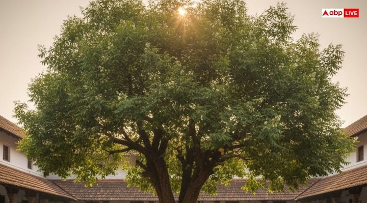 लेकिन नीम का पेड़ घर पर लगाते समय कुछ बातों का ध्यान जरूर रखें, जिसमें सबसे जरूरी है दिशा. वास्तु शास्त्र के अनुसार, नीम का पेड़ लगाने के लिए दक्षिण दिशा को सही माना जाता है. साथ ही नीम का पेड़ हमेशा घर के बाहर ही लगाना चाहिए.