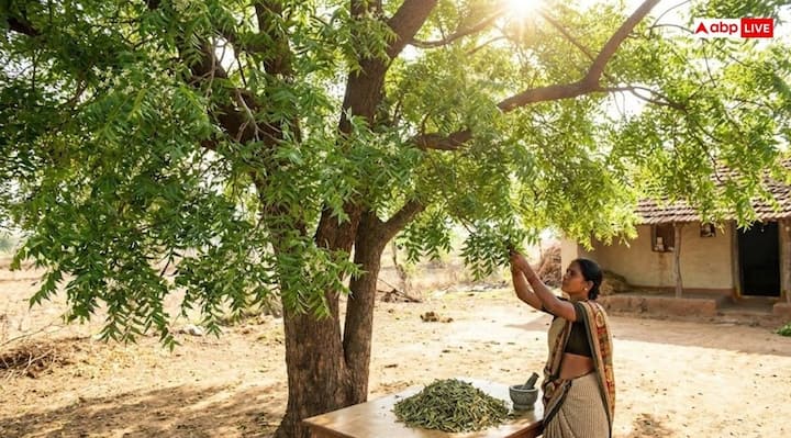 वास्त अनुसार, नीम का वृक्ष नकारात्मक ऊर्जा को सोखने और सकारात्मकता का संचार करने में सक्षम है. साथ ही नीम का वृक्ष यदि घर में हो तो यह शनि और राहु-केतु दोष को भी दूर करता है.