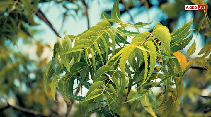 इस बात का भी ध्यान रखें कि, यदि नीम का पेड़ सूख जाए, तो उसे तुरंत हटा देना चाहिए और जगह नया पौधा लगाना चाहिए. वास्तु शास्त्र के अनुसार, सूखा हुआ नीम वृक्ष घर में तनाव और आर्थिक हानि का कारण बन सकता है.
