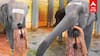 Kanchipuram elephant | ”கோயிலை விட்டு போகமாட்டேன்” தலையாட்டிய காஞ்சிபுரம் யானை! வைரலாகும் வீடியோ!