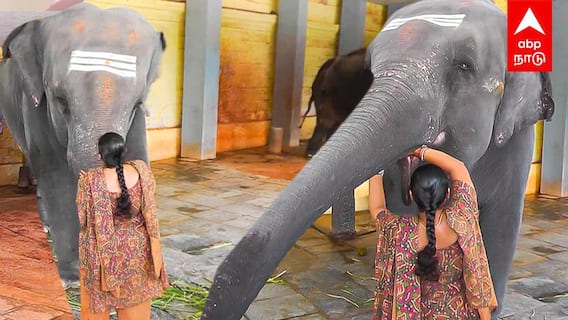 Kanchipuram elephant | ”கோயிலை விட்டு போகமாட்டேன்” தலையாட்டிய காஞ்சிபுரம் யானை! வைரலாகும் வீடியோ!