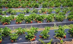 बाल झड़ने से लेकर हनीमून पर सास तक, जानिए दुनिया में तलाक के 5 सबसे अजीब कारण