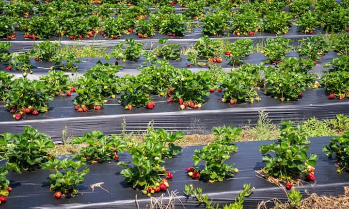 इसके अलावा एक महिला ने अपने पति को सिर्फ इसलिए तलाक दे दिया, क्योंकि उसने पौधे से उगाई गई एक स्ट्रॉबेरी खा ली थी. महिला ने इसे इर्रिकन्साइल डिफरेंसेज यानी न सुलझने वाले मतभेद का कारण बताया था. यह मामला सुनने में जितना अजीब है, उतना ही हैरान करने वाला भी था.