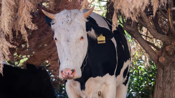 इस पासपोर्ट में गाय की पूरी पहचान, जन्म की तारीख और उसके जीवन से जुड़ी अहम जानकारियां दर्ज रहती हैं. गाय के पासपोर्ट में उसका यूनिक आईडी नंबर, जन्म का स्थान, जन्म की तारीख, नस्ल और वंशावली की जानकारी होती है.