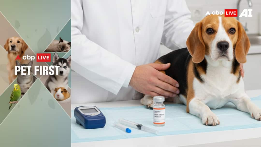 ABP Live Pet First: Is Your Pet At Risk? Key Signs Of Diabetes In Dogs That Often Go Unnoticed