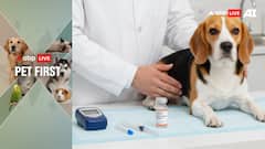 ABP Live Pet First: Is Your Pet At Risk? Key Signs Of Diabetes In Dogs That Often Go Unnoticed