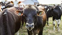 इस देश में पैदा होते ही गाय बन जाती हैं ‘सरकारी नागरिक’, जानिए कैसे और क्यों बनता है मवेशियों का पासपोर्ट?