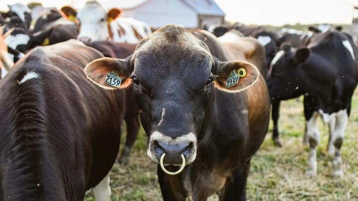 आयरलैंड दुनिया के उन गिने-चुने देशों में शामिल है, जहां हर गाय के लिए कानूनी रूप से पासपोर्ट जारी किया जाता है. इसे कैटल पासपोर्ट कहा जाता है. यह नियम 1 जुलाई 1996 से लागू है और तब से अब तक आयरलैंड में पैदा होने वाली हर गाय इस प्रणाली के तहत दर्ज की जाती है.