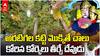 Chetla tandra Lakshmi Narasimha Temple | అరటిగెలల మహోత్సవం చూడాలనుకుంటున్నారా.? | ABP Desam
