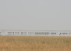 Kutch: બન્નીનું રતન ‘છારી-ઢંઢ’ બન્યું રામસર સાઇટ; ગુજરાતને મળી પાંચમી આંતરરાષ્ટ્રીય વેટલેન્ડની ઓળખ