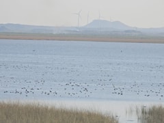 Kutch: બન્નીનું રતન ‘છારી-ઢંઢ’ બન્યું રામસર સાઇટ; ગુજરાતને મળી પાંચમી આંતરરાષ્ટ્રીય વેટલેન્ડની ઓળખ