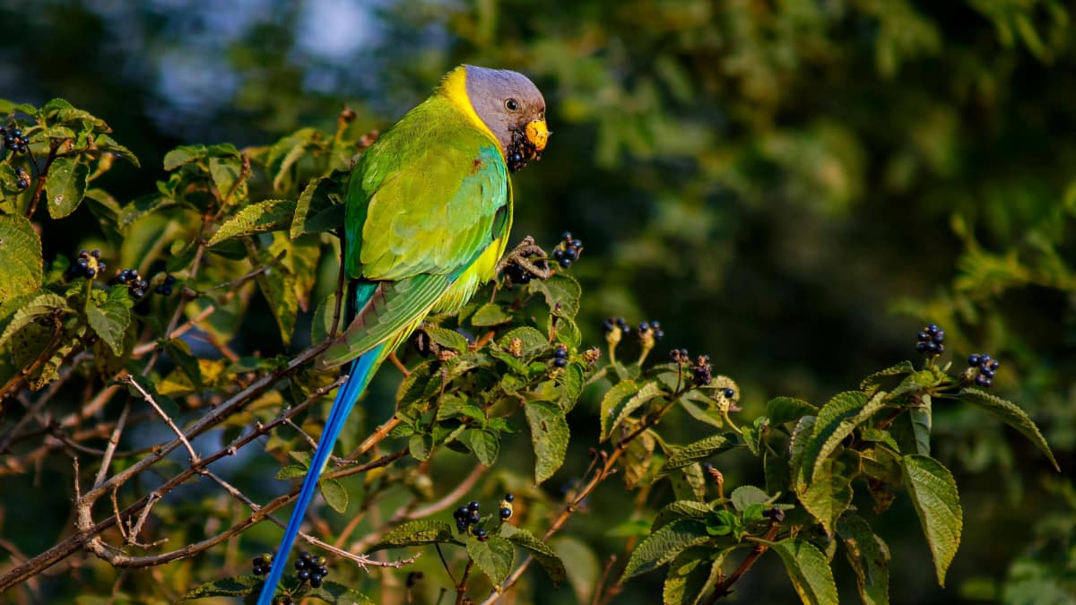 (Image Source: Canva)