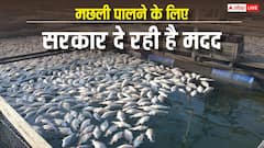 मछली पालने के लिए बनाना है अमृत सरोवर, जानें सरकार कैसे देगी कारोबार शुरू करने के लिए पैसा?