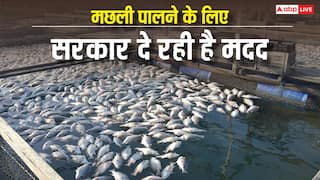 मछली पालने के लिए बनाना है अमृत सरोवर, जानें सरकार कैसे देगी कारोबार शुरू करने के लिए पैसा?