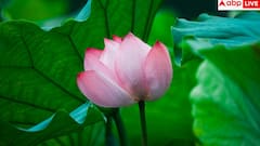 Kamal Kakdi Benefits: युवाओं की पहली पसंद बन रही कमल ककड़ी, जानें इसे खाकर कैसे घटा सकते हैं अपना वजन?