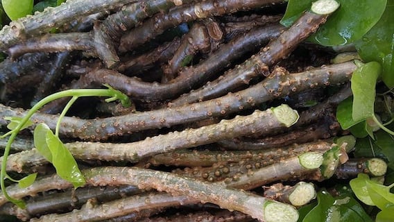 8 Powerful Health Benefits Of Giloy That Make It India’s Ultimate Immunity Herb 8 Powerful Health Benefits Of Giloy That Make It India’s Ultimate Immunity Herb