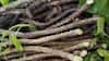 8 Powerful Health Benefits Of Giloy That Make It India’s Ultimate Immunity Herb