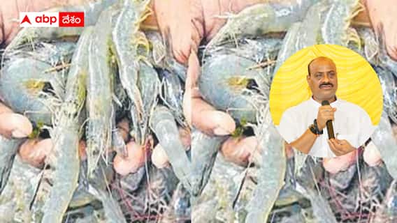 Aqua industry: ఆక్వా రంగానికి మేలు - అమెరికా టారిఫ్ల తగ్గింపుపై ఏపీ ప్రభుత్వం హర్షం Aqua industry: ఆక్వా రంగానికి మేలు - అమెరికా టారిఫ్ల తగ్గింపుపై ఏపీ ప్రభుత్వం హర్షం