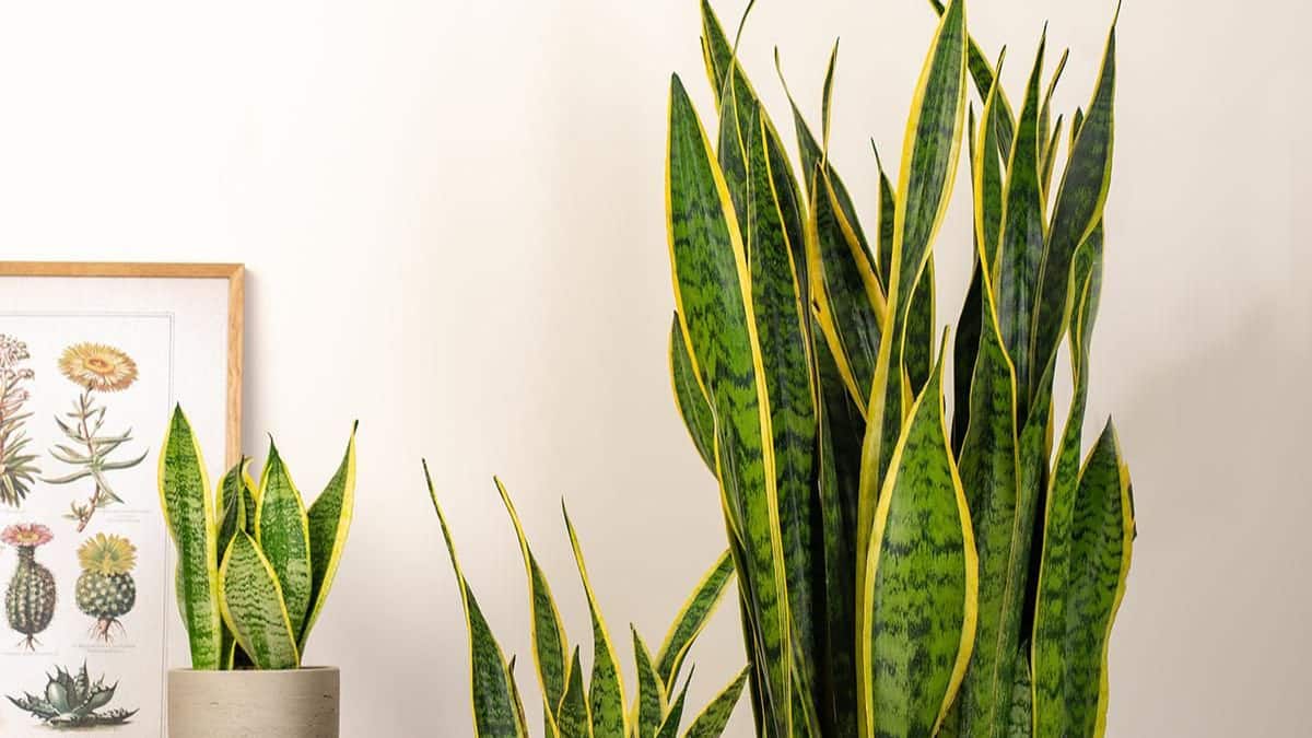 (Image Source: Pinterest/PricklePlantsUK)