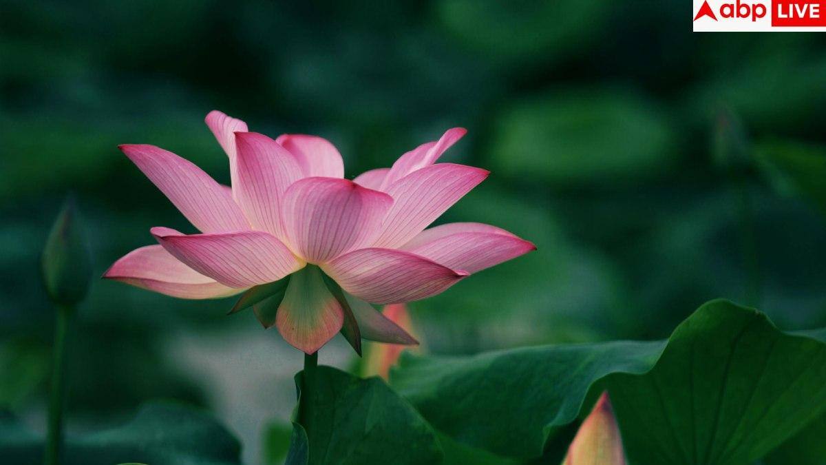 Kamal Kakdi Benefits: युवाओं की पहली पसंद बन रही कमल ककड़ी, जानें इसे खाकर कैसे घटा सकते हैं अपना वजन?