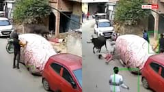 Video: लखनऊ में मौत का तांडव! लड़की को जबड़े में दबाकर घसीटती रही खूंखार गाय, देखें वीडियो