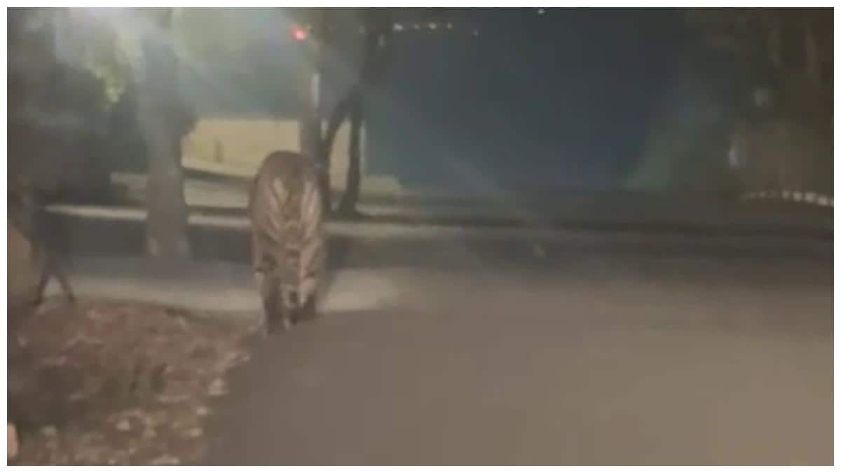 Rajahmundry Tiger Update: రాజమండ్రి శివార్లలో పెద్ద పులి సంచారం; దివాన్ చెరువు, ఆటోనగర్‌ ప్రాంతాల్లో హై అలర్ట్!