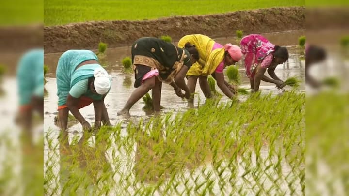लॉगिन करने के बाद प्रोफाइल में जरूरी जानकारी भरें. Farmer Type में Owner चुनना जरूरी है. इससे जमीन का रिकॉर्ड सही तरीके से लिंक हो पाता है. चाहें तो OTP के जरिए भी लॉगिन कर सकते हैं. Fetch Land Detail पर क्लिक कर खसरा नंबर और जमीन की पूरी जानकारी दर्ज करें.