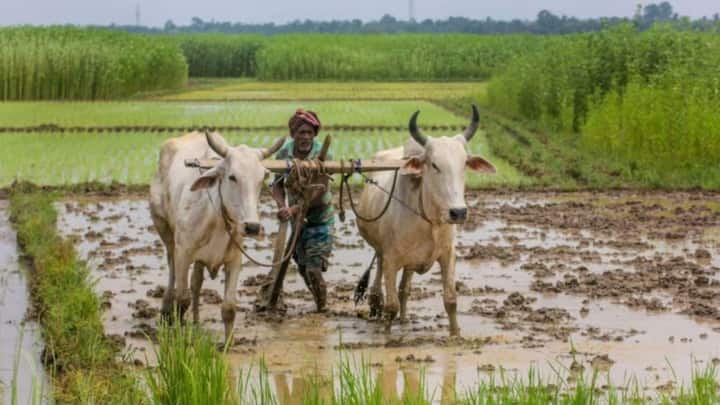 फार्मर आईडी किसान की डिजिटल प्रोफाइल की तरह काम करती है. इसमें जमीन, फसल, उर्वरक उपयोग, पशुपालन और आय से जुड़ी जानकारी दर्ज रहती है. इससे पीएम किसान, खाद सब्सिडी, बीज वितरण और फसल बीमा जैसी सुविधाओं में पारदर्शिता आती है.