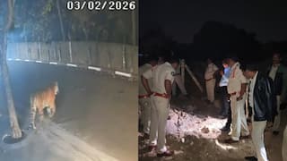 Tiger Spotted In East Godavari Villages, Sparks Alarm Near Andhra's Rajahmundry