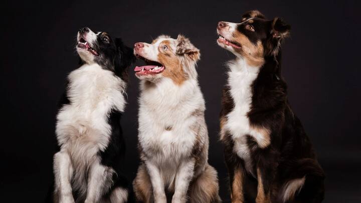 ये सामान्य पालतू कुत्ते नहीं थे, बल्कि Spanish Alano और Mastiff जैसी भारी-भरकम नस्लों के थे. इनका शरीर मजबूत, जबड़ा बेहद ताकतवर और स्वभाव बेहद आक्रामक होता था. इन्हें इंसानों पर हमला करने की ट्रेनिंग दी जाती थी, ताकि वे जंग के मैदान में बिना रुके टूट पड़ें.