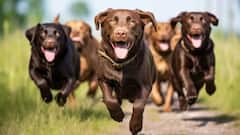 जब भूखे कुत्तों ने पलट दी इतिहास की सबसे बड़ी जंग, जानें कैसे ढहा दिया अमेरिका का साम्राज्य?