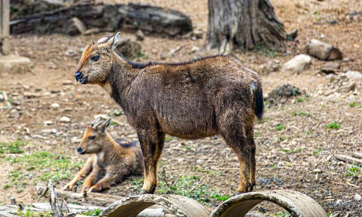 हिमालयन मस्क डियर एक शांत और कम दिखाई देने वाला जानवर है. यह घने अल्पाइन जंगलों और झाड़ियों वाले इलाकों में रहता है. वहीं नर मस्क डियर में मौजूद मस्क ग्रंथि इसे खास बनाती है, जिसका इस्तेमाल लंबे समय से इत्र बनाने में होता आया है. दूसरे हिरणों से अलग इनमें सींग नहीं होते बल्कि नुकीले दांत होते हैं.
