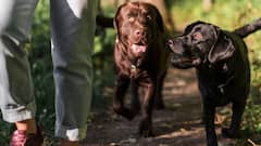 जब भूखे कुत्तों ने पलट दी इतिहास की सबसे बड़ी जंग, जानें कैसे ढहा दिया अमेरिका का साम्राज्य?