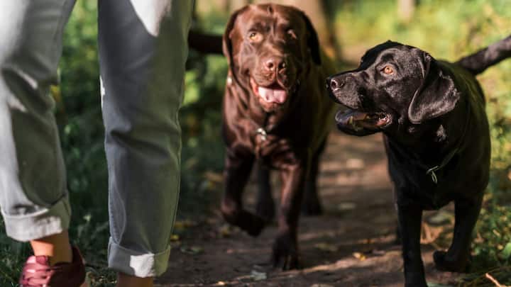 आम धारणा यही है कि उन्होंने बंदूक, तलवार और घोड़ों के दम पर जीत हासिल की, लेकिन हकीकत इससे कहीं ज्यादा डरावनी थी. स्पेनिश सैनिक अपने साथ ऐसे कुत्ते लाए थे, जिन्हें खास तौर पर युद्ध के लिए तैयार किया गया था.