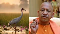 UP News: यूपी में बढ़ा राज्य पक्षी सारस का कुनबा, शीताकलीन गणना में मिले 20 हजार 628 सारस