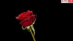 Valentine's day 2026: వాలెంటైన్స్ వీక్ లో మొదటి రోజు 'రోజ్ డే'! ప్రేమలో ఏ గులాబీ రంగుకి ఏంటి అర్థం?