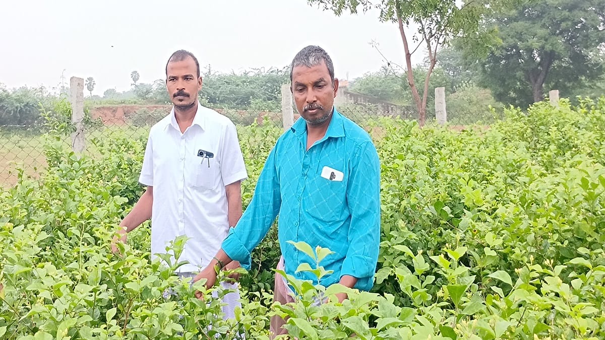 மல்லிகைப்பூ சாகுபடியில் அசத்தல் வருமானம் பெறும் தஞ்சாவூர் வக்கீல்