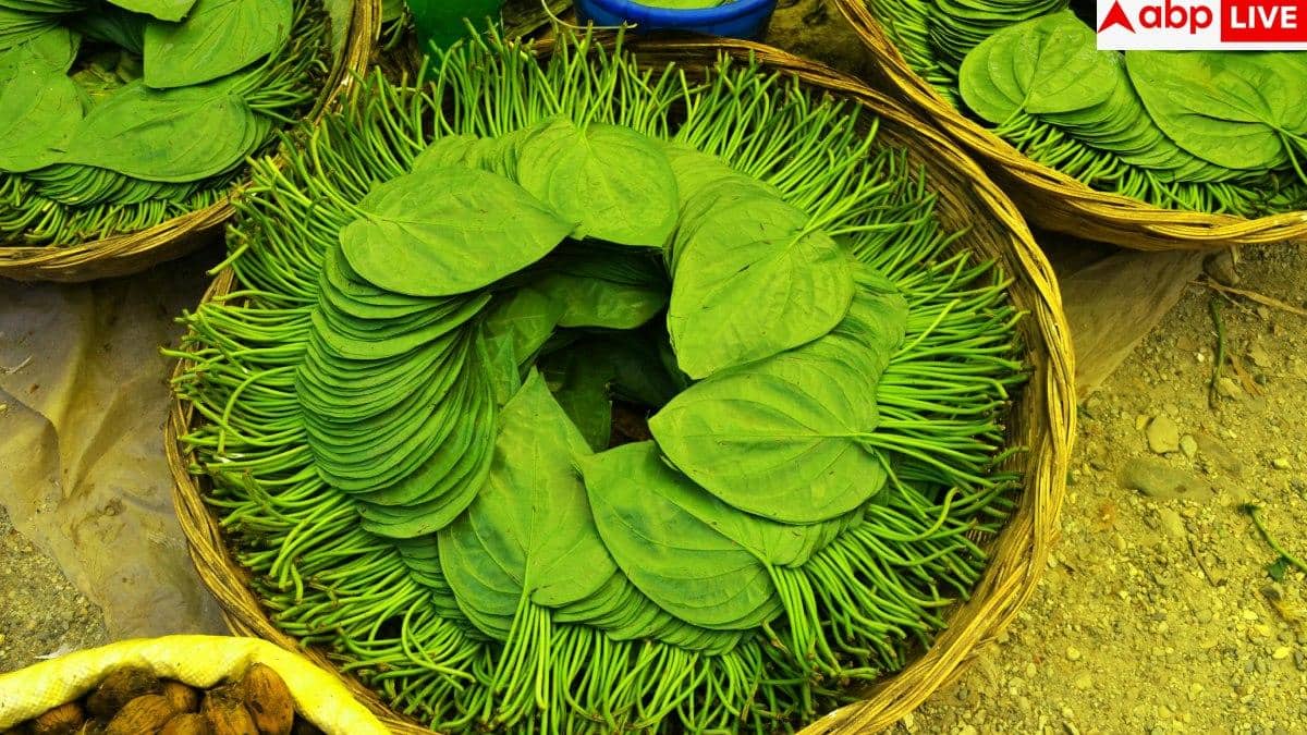 Paan Benefits: इन चार तरह के लोगों के लिए वरदान होता है पान का पत्ता, जानें इसे खाने का सही तरीका