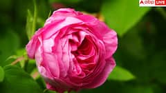 Valentine's day 2026: వాలెంటైన్స్ వీక్ లో మొదటి రోజు 'రోజ్ డే'! ప్రేమలో ఏ గులాబీ రంగుకి ఏంటి అర్థం?