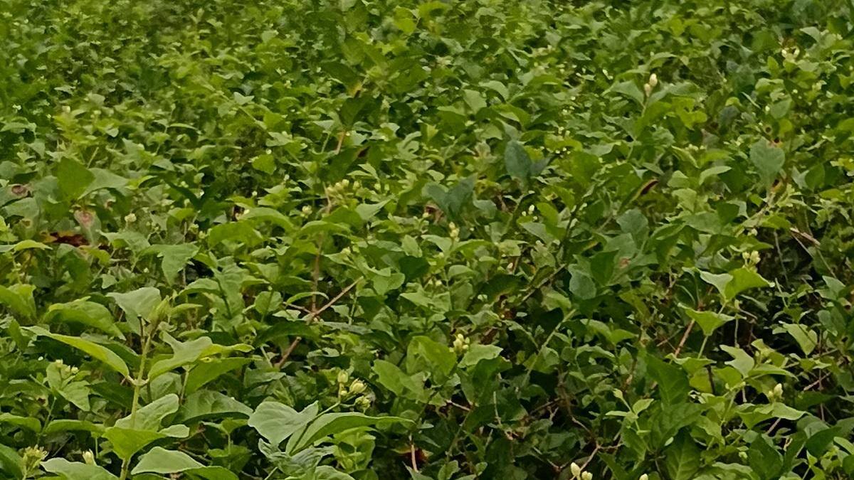 மல்லிகைப்பூ சாகுபடியில் அசத்தல் வருமானம் பெறும் தஞ்சாவூர் வக்கீல்