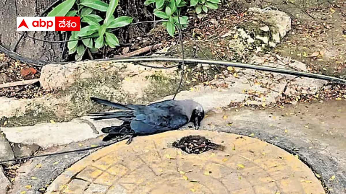 H5N1 flu: చెన్నైలో కొత్త ఫ్లూ కలకలం.. అసలేమిటీ వైరస్? మనుషులకు ప్రమాదకరమేనా?