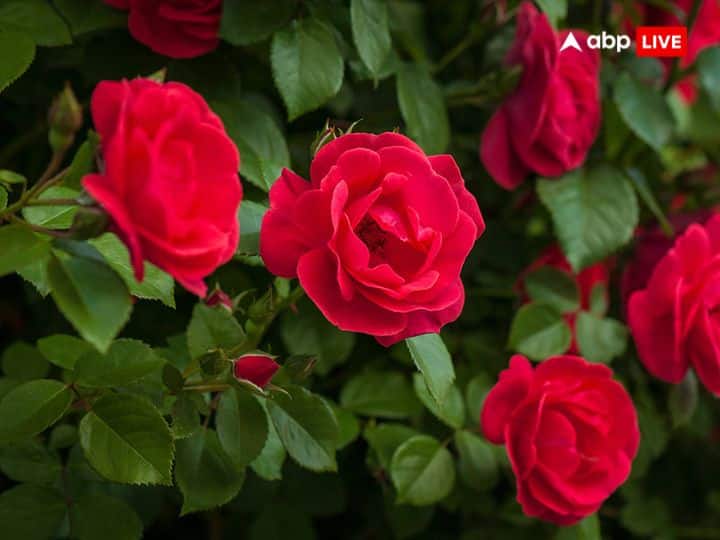 ప్రేమతో పాటు, గులాబీలు భక్తి మరియు అదృష్టాన్ని కూడా సూచిస్తాయి. హిందూ మతంలో, గులాబీలు బంతి పువ్వులు, తామర పువ్వులు మరియు మల్లెలతో పాటు పూజకు ప్రత్యేక ప్రాముఖ్యతను కలిగి ఉన్నాయి. అనేక దేవుళ్ళు మరియు దేవతల పూజలో గులాబీలను సమర్పిస్తారు.