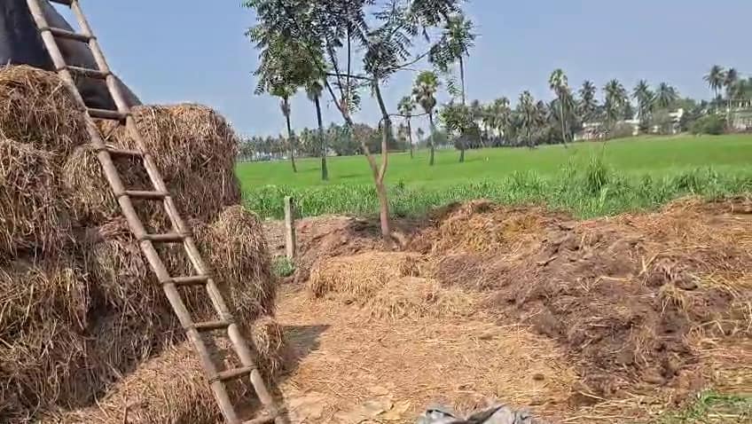 Rayavaram Tiger Mystery: 4 గంటలు పక్కనే ఉన్నా, పశువులకు హాని చేయని పులి.. కూర్మాపురంలో ఘటన