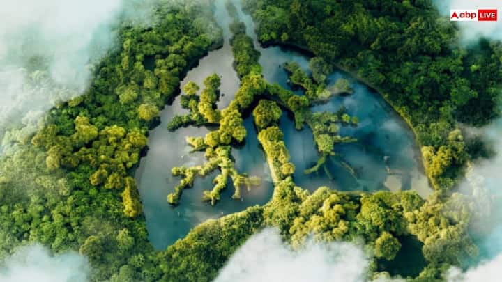 फाइटोप्लांकटन नाम के माइक्रोस्कोपिक जीव समुद्र की सतह के पास तैरते रहते हैं. यह जीव जमीन पर पौधों की तरह फोटोसिंथेसिस करते हैं. अपनी छोटे आकार के बावजूद उनकी भारी संख्या उन्हें धरती पर ऑक्सीजन का सबसे बड़ा स्रोत बनाती है.