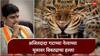 Leopard Attack in Satara: साताऱ्यात अजितदादा गटाच्या नेत्याच्या मुलावर बिबट्याचा हल्ला, प्रचारासाठी जात असताना अंगावर झेपावला अन्...